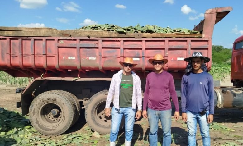 Prefeitura de Belém do Brejo do Cruz Colhe os Frutos da Parceria com o INSA e Beneficia Produtores com Palma Forrageira